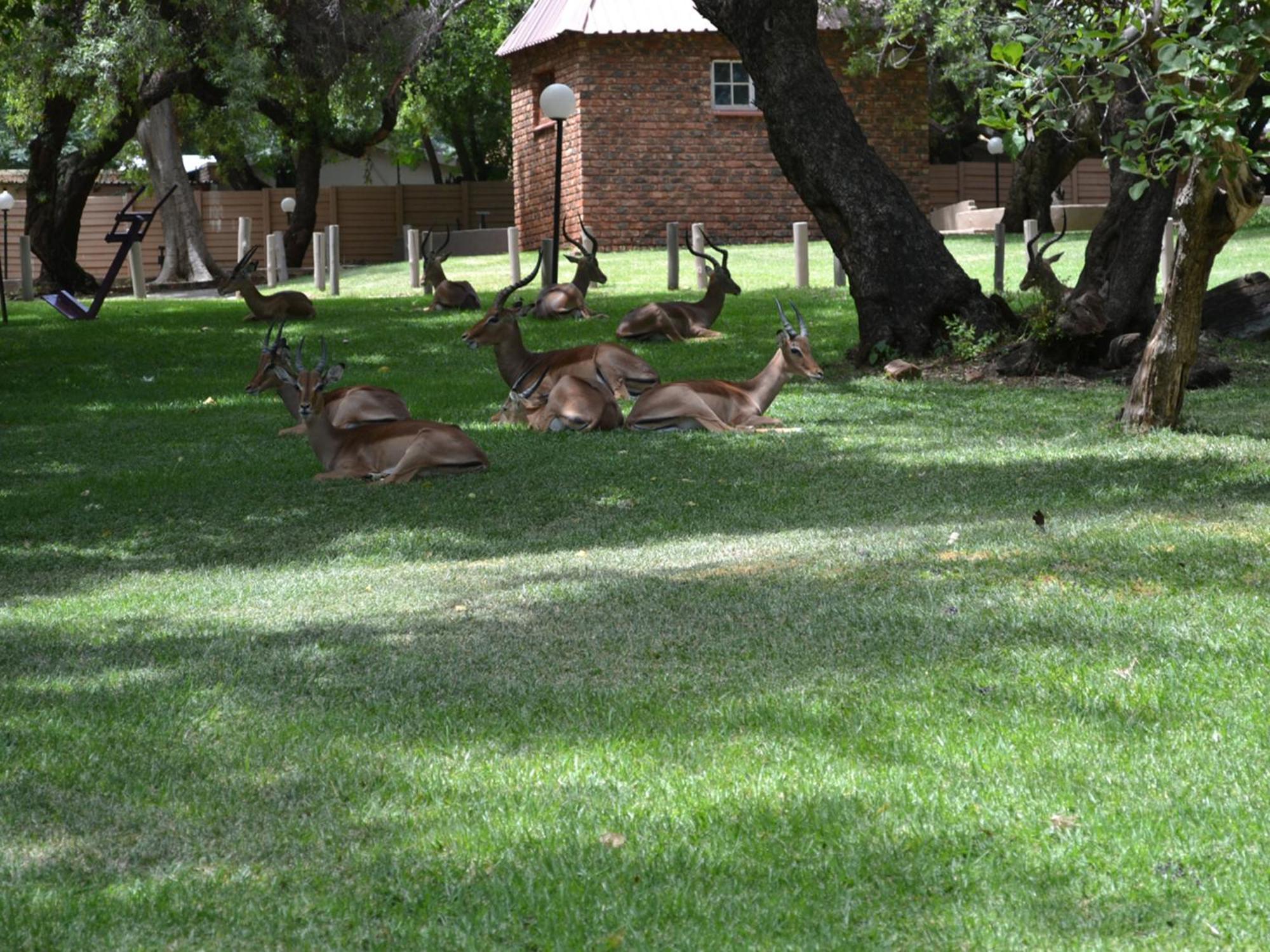 Mount Amanzi Hotel Kosmos Exterior photo